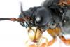 Tenthredo sp.